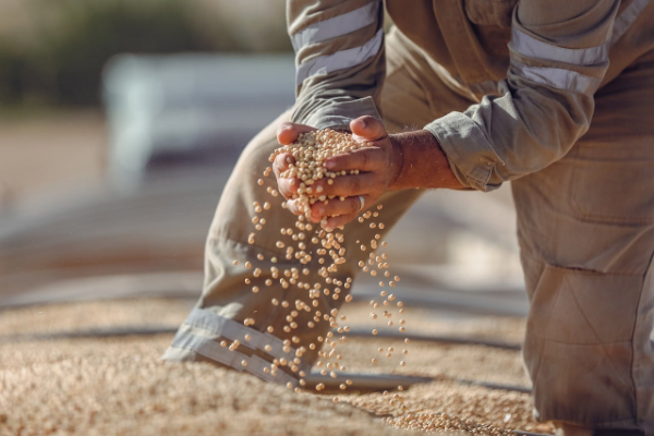 Young Agro agricultural operations