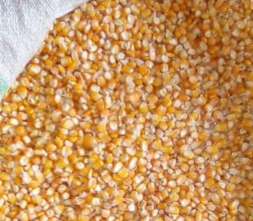 Popcorn Maize