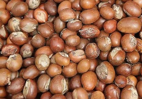 Shea Nuts