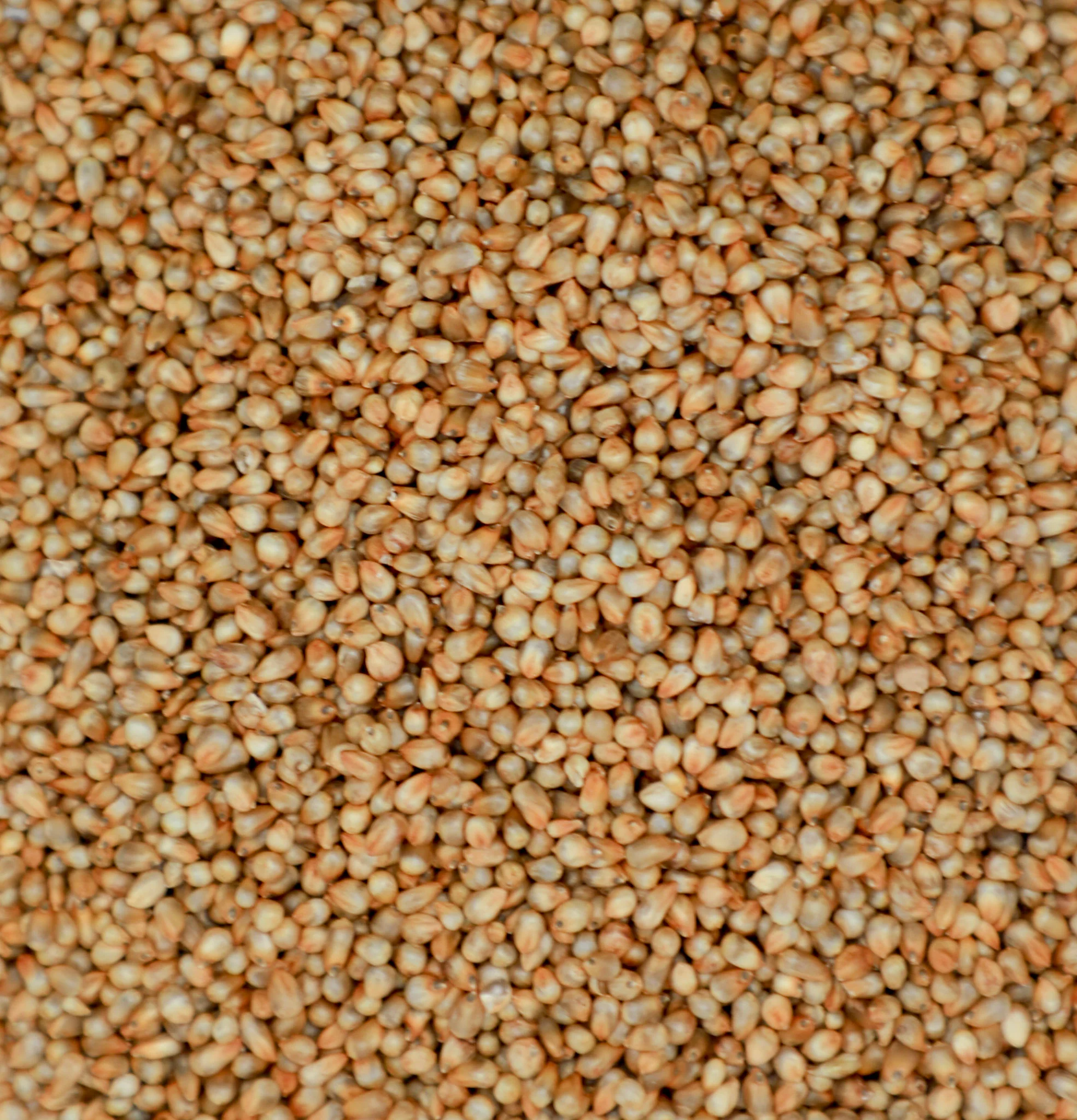 Millet