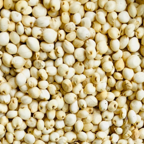 Sorghum