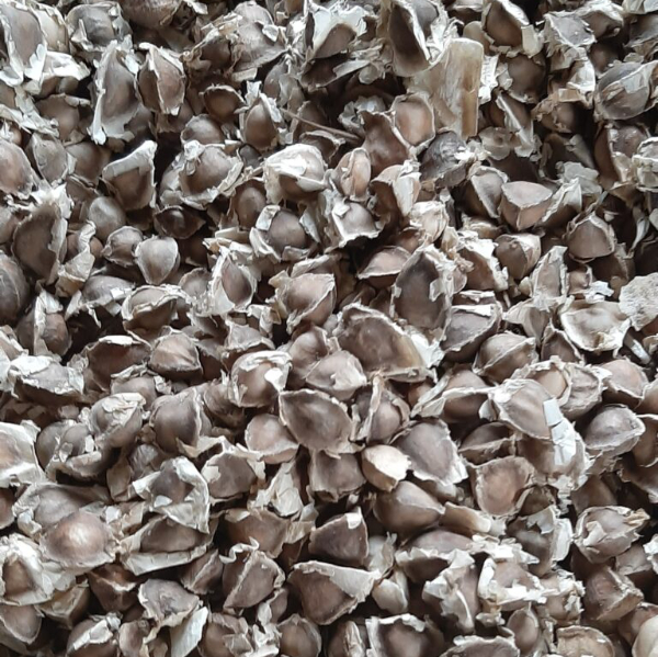 Moringa Seeds