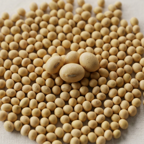 Soybean Seeds